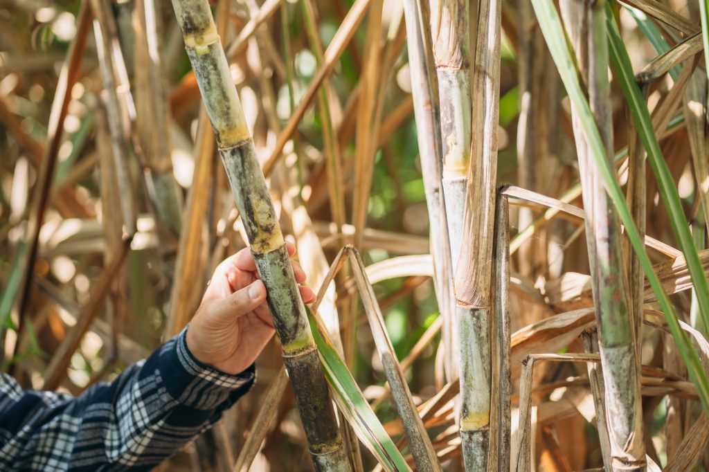 Farmers are inspecting the quality of sugarcane in farm, monitoring agricultural produce.