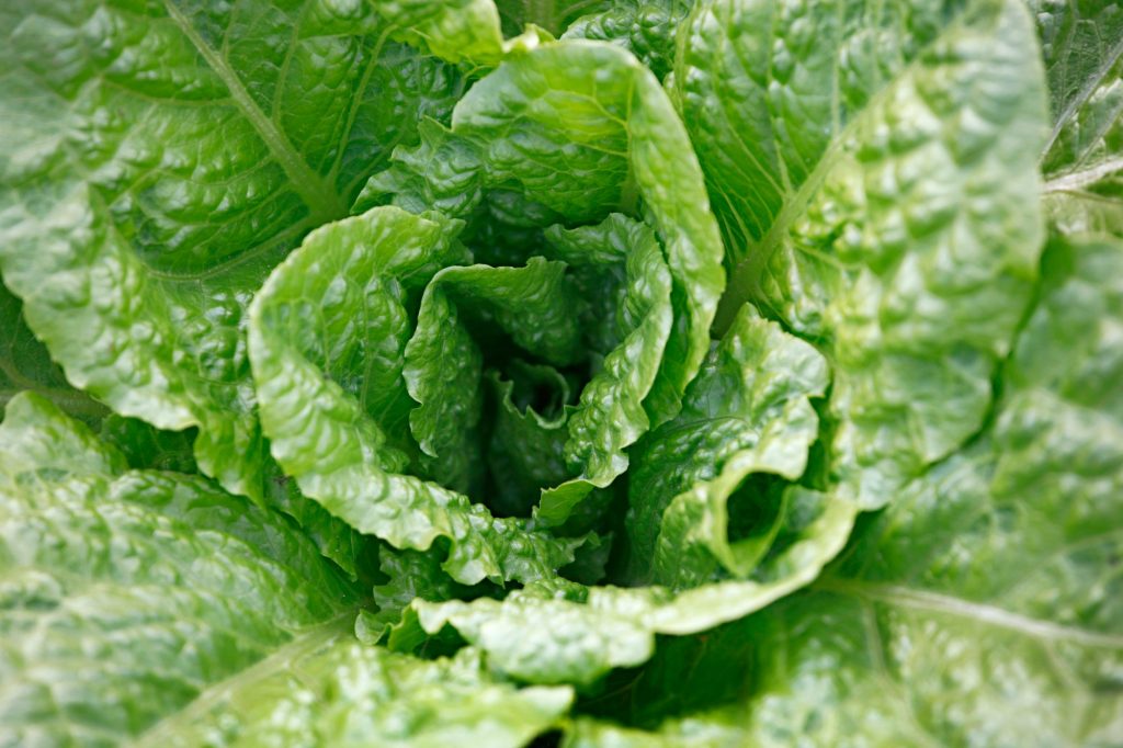 Fresh lettuce